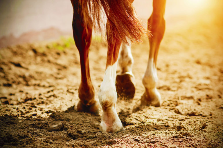 Golden Horse - Apporter des spécialités nutritionnelles à votre cheval, pourquoi et comment ?