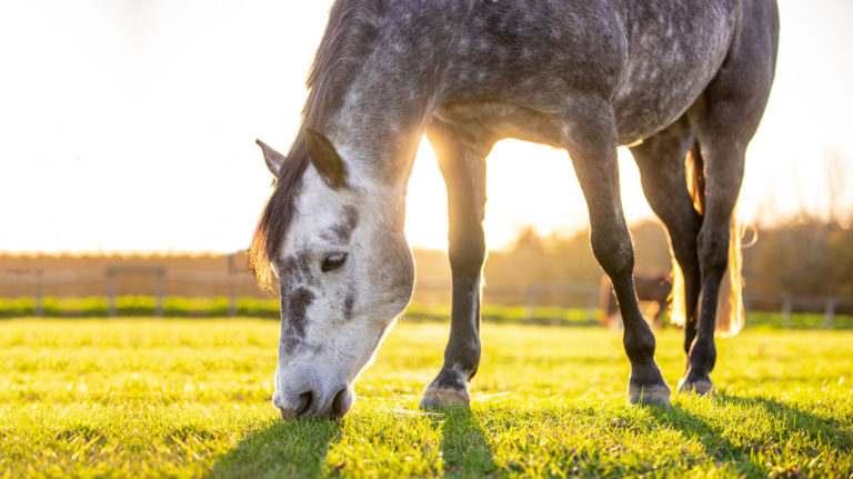 Golden Horse - Connaitre les apports nutritionnels de votre cheval