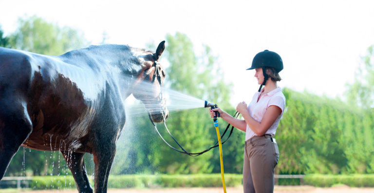Golden Horse - Prévenir les coups de chaleur de votre cheval