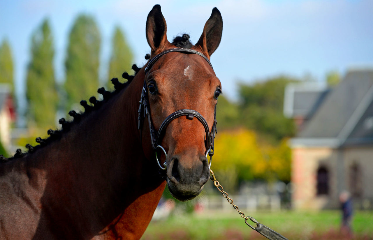 Gamme Repro Haras d'Elle - Golden Horse